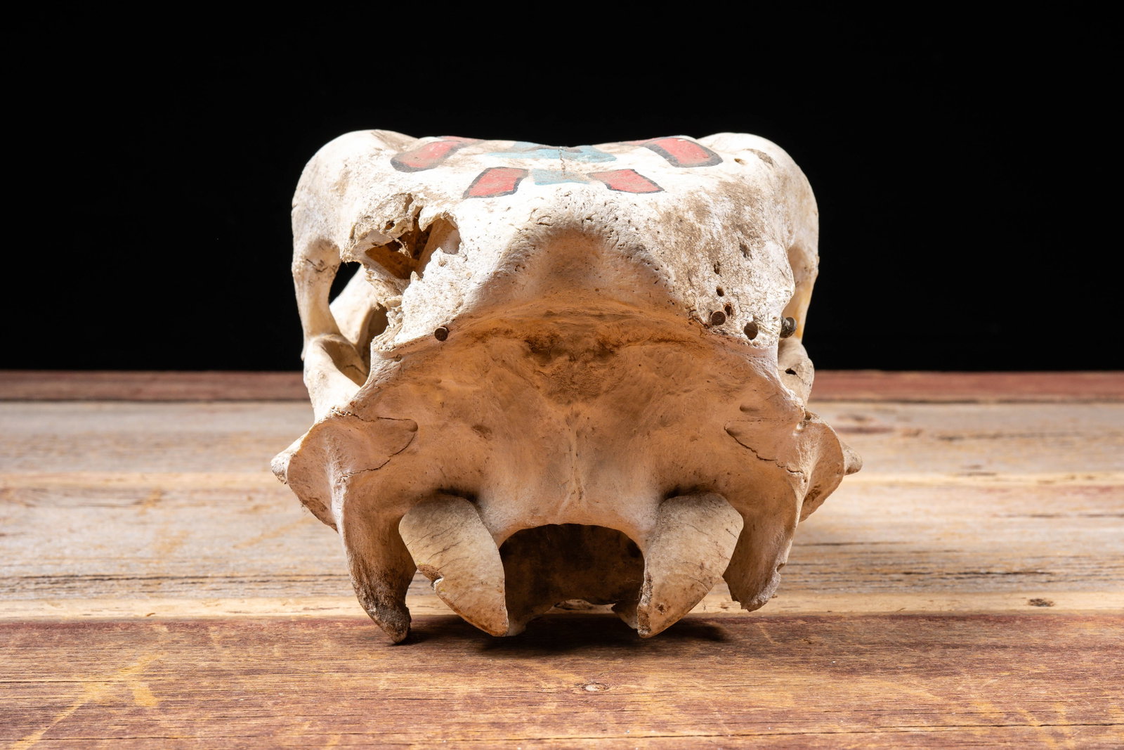 Painted Cattle Skull Decor - 3