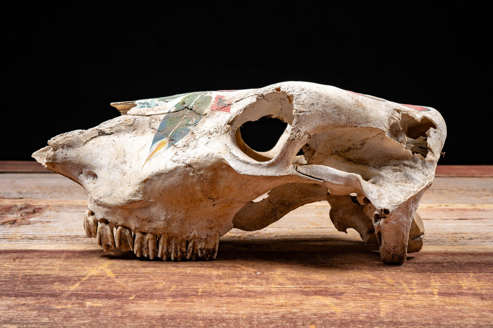 Painted Cattle Skull Decor - 4