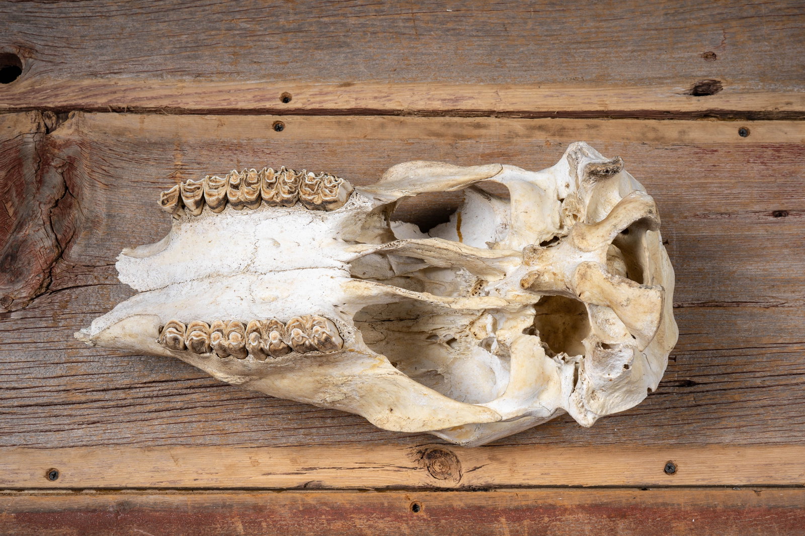 Painted Cattle Skull Decor - 6