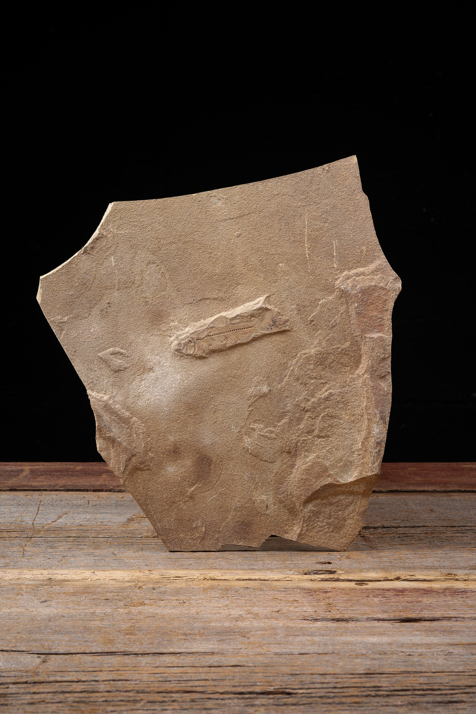 Fossil Fish Specimen in Stone Matrix: **NOTE: Any shipping quotes provided on this screen or on your Live Auctioneers invoice are provided by Live Auctioneers. In-house shipping is available on all lots. For in-house shipping quotes,