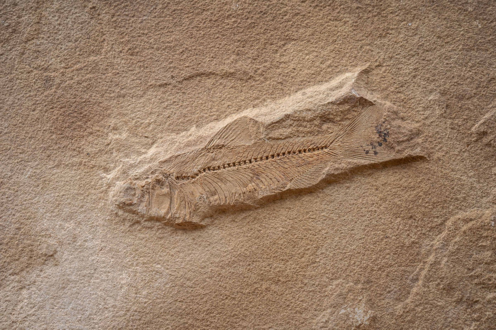 Fossil Fish Specimen in Stone Matrix - 2