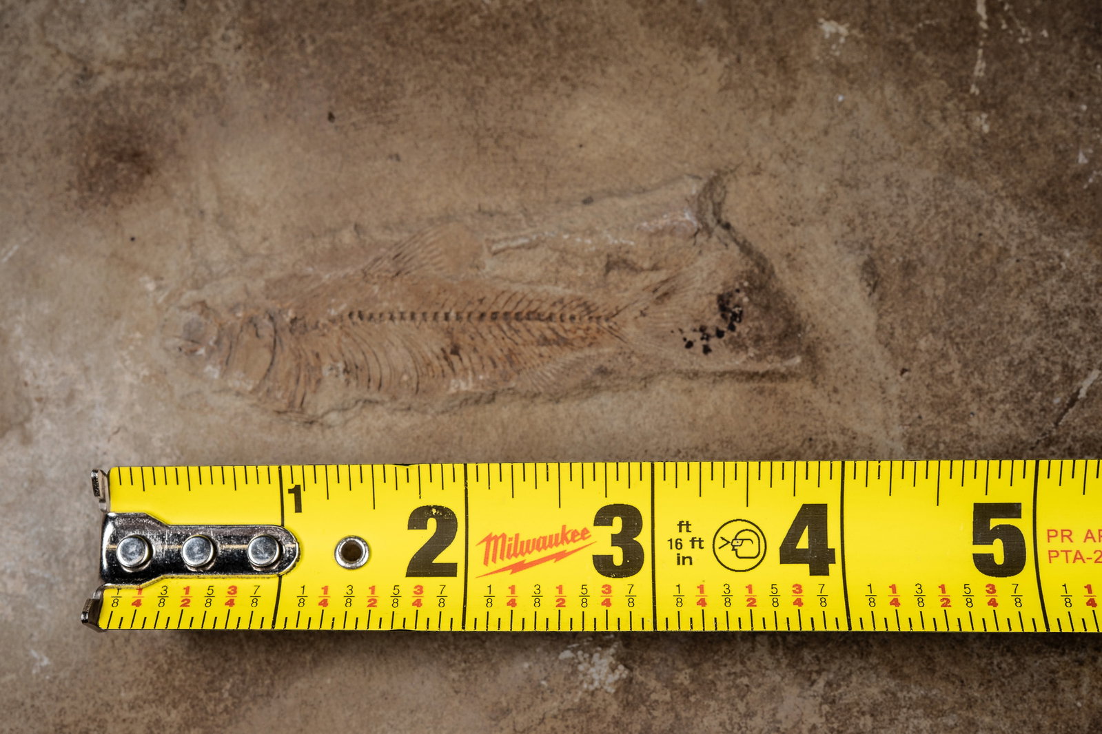 Fossil Fish Specimen in Stone Matrix - 3