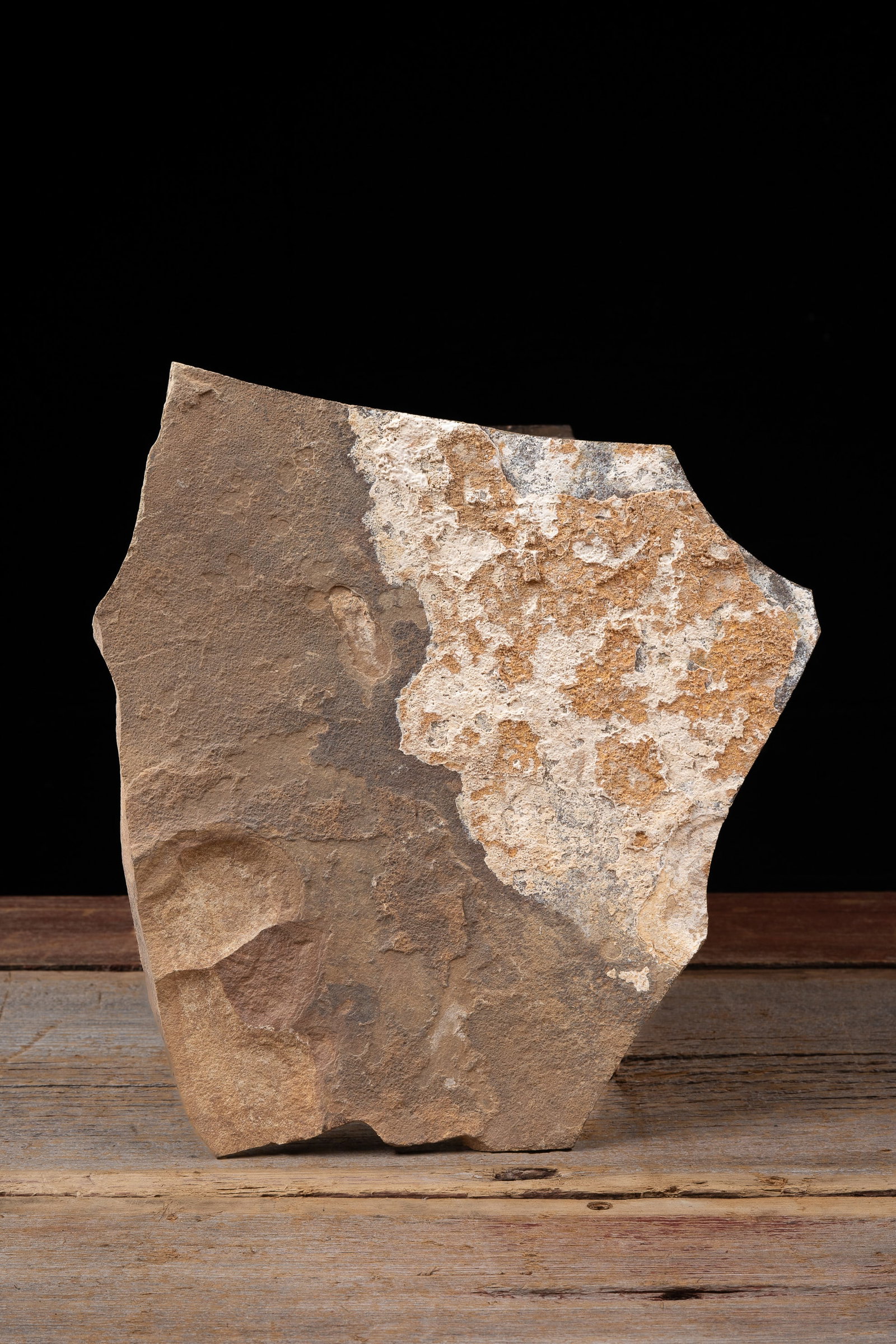 Fossil Fish Specimen in Stone Matrix - 4