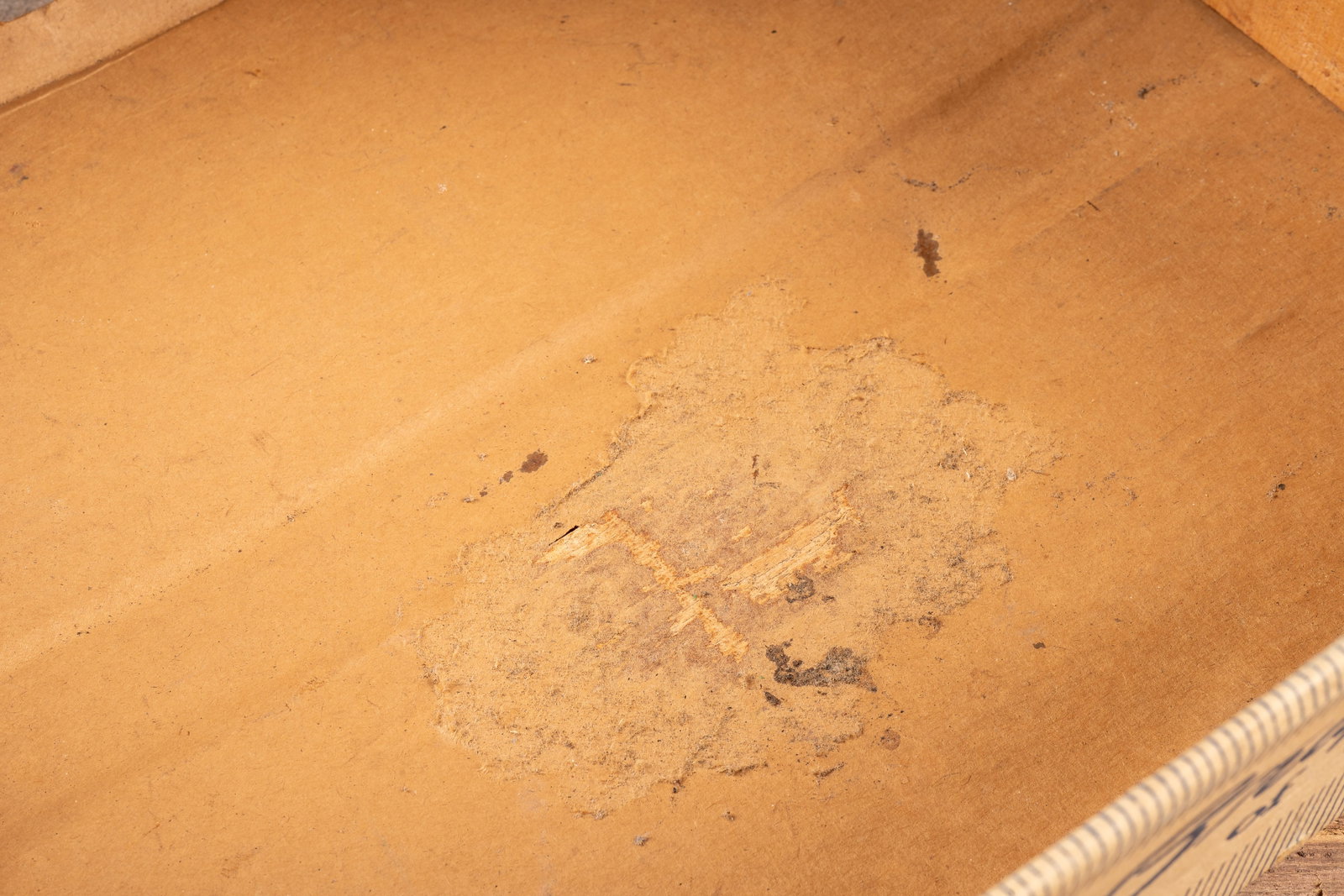 Fossil Fish Specimen in Stone Matrix - 5
