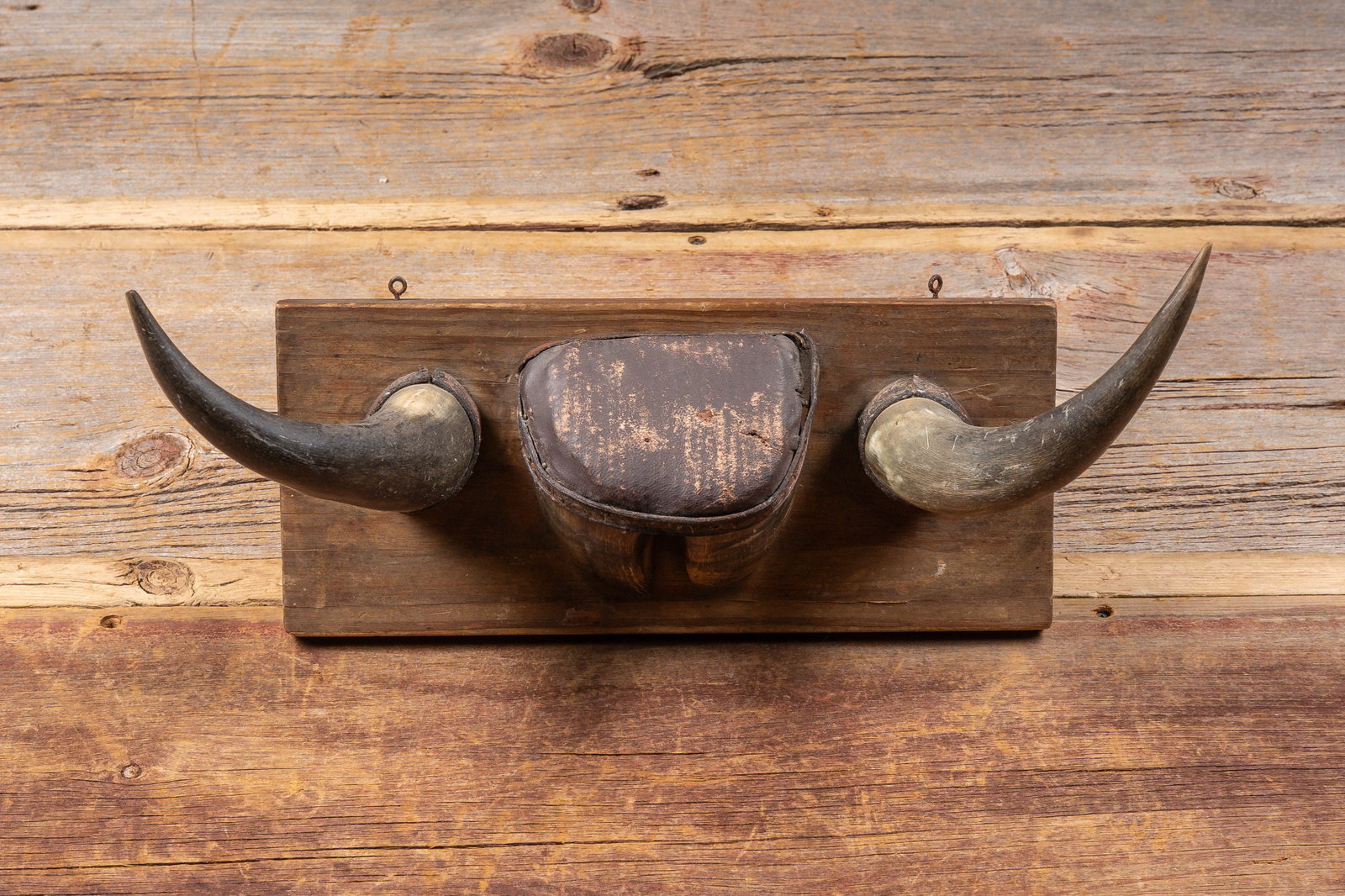 Mounted Longhorns w Hoof, Early - Mid 20th Cent. (1 of 6)