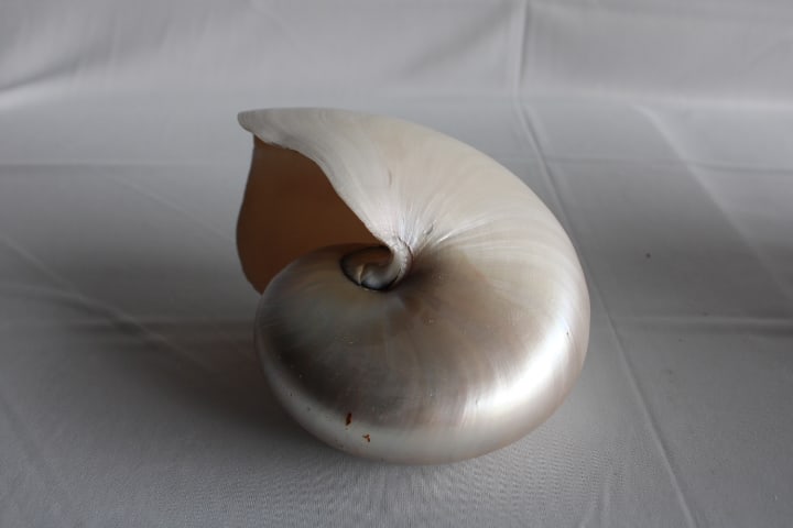 Large Mother of Pearl Nautilus Seashell (1 of 10)