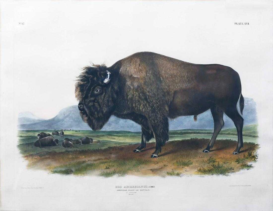 Buffalo Painting: Buffalo Painting