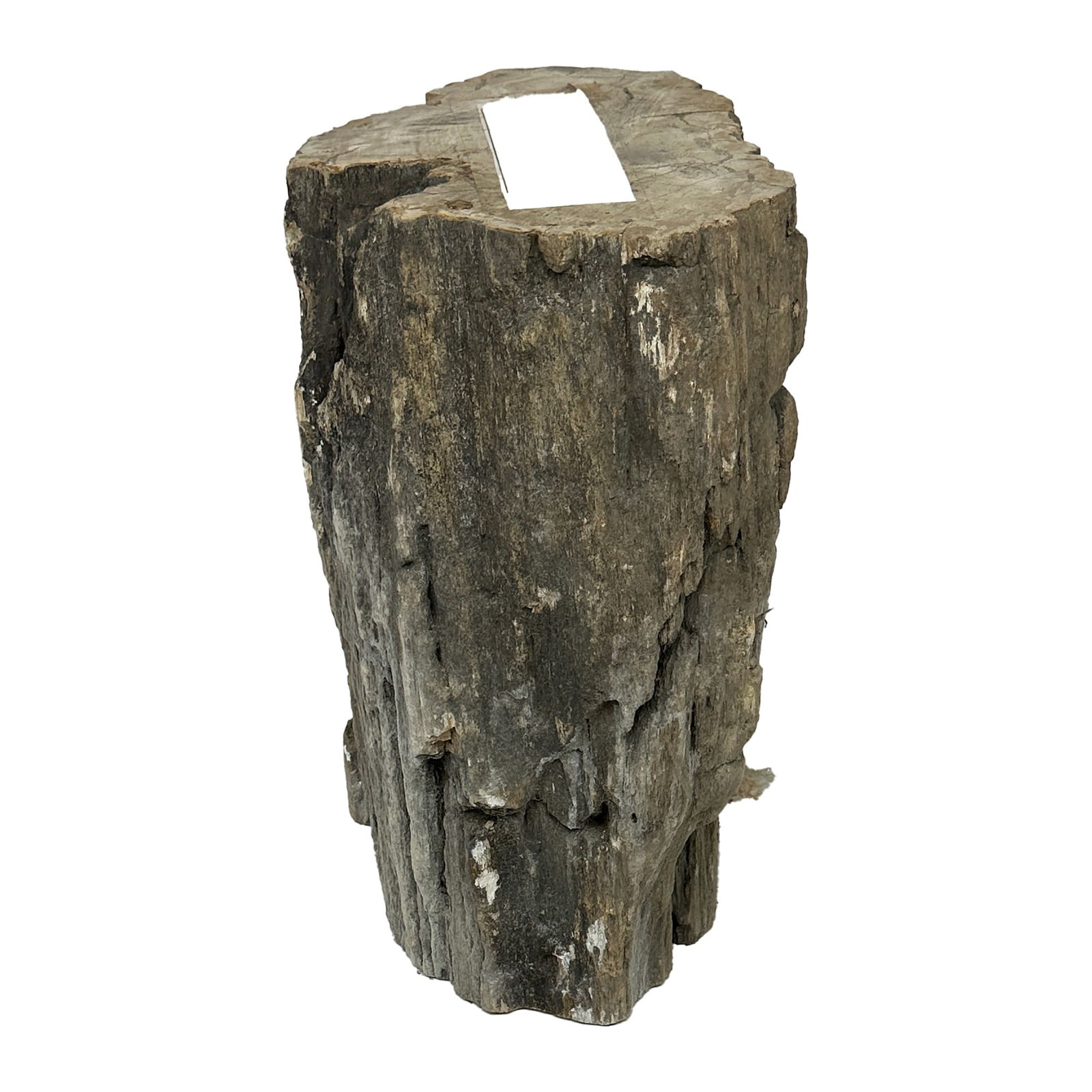 Petrified Wood Stump: Maker: Organic Modernism Title: Petrified Wood Stump Style: Mid-Century Modern, Contemporary Design Description: A striking piece of natural petrified wood stump with raw, organic edges and a beautifu