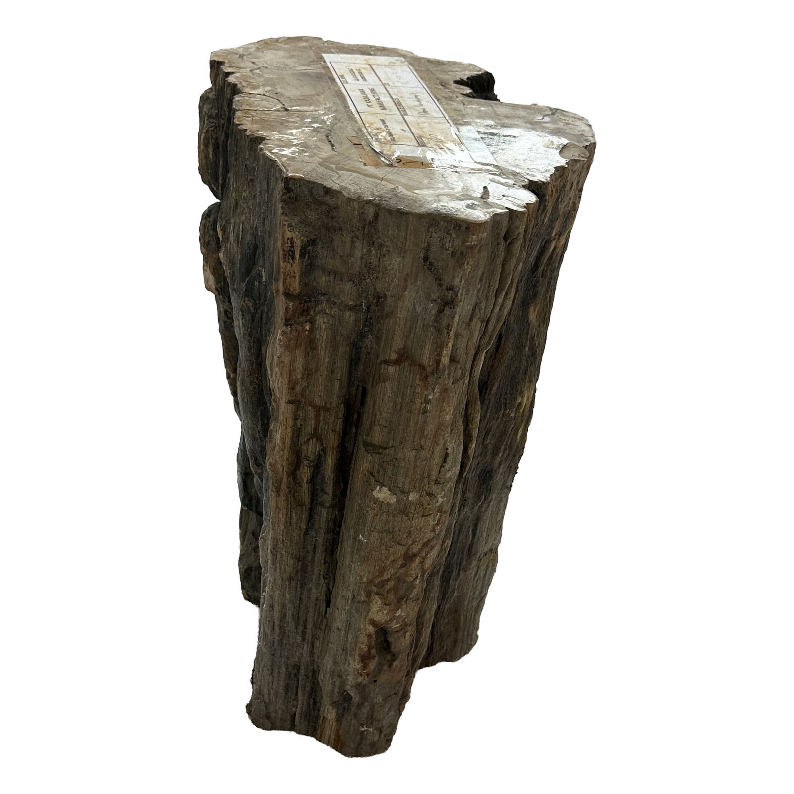 Petrified Wood Stump: Maker: Organic Modernism Title: Petrified Wood Stump Style: Mid-Century Modern, Contemporary Design Description: A striking piece of natural petrified wood stump with raw, organic edges and a beautifu