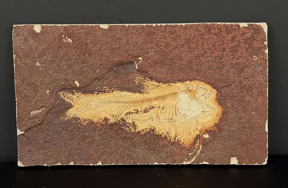 Knightia eocaena Green River Formation Fish Fossil: 6 1/8" by 3 1/2" by 1/2"