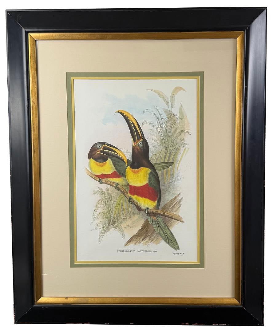 John Gould Chestnut-eared Aracari Lithograph: 29 1/2" by 36 1/2" framed. Lithograph is from John Gould's A Monograph of the Ramphastidae, or Family of Toucans. The original plates were completed by Gould and H. C. Richter and printed by Hullmande