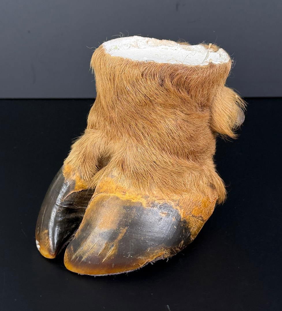 Montana Taxidermy Elk Foot Cigar Ashtray Stand: Incomplete. Measures 5 3/4" tall.