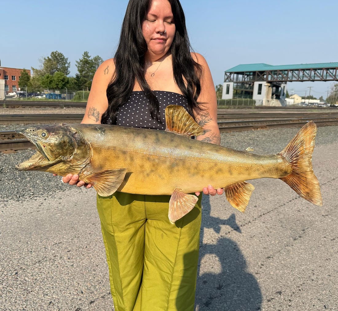 Montana Lake Trout Real Skin Taxidermy Fish Mount: Has some tears in the skin. 34" long, 15" at widest part with fins and 8" at widest part of body.