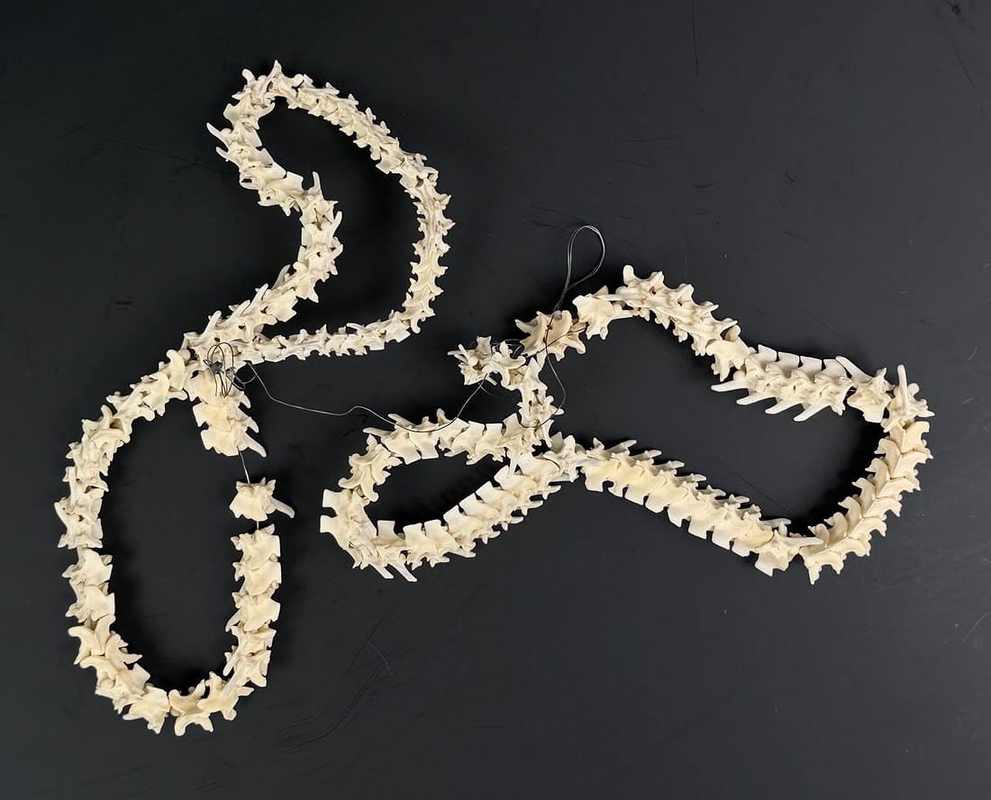 Collection of Snake Vertebrae: Nice grouping