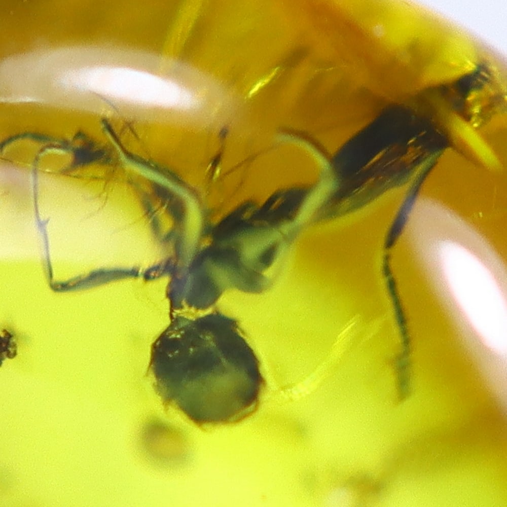 1.51cts Natural Million Year Old Baltic Insect Amber, 11x9mm: Ksmith Jewels Global Welcome to our auction house, today auction brought to you by Ksmith Jewels Global based in Penang, Malaysia specialize in all kinds of opal and color gemstone both in manufacturi