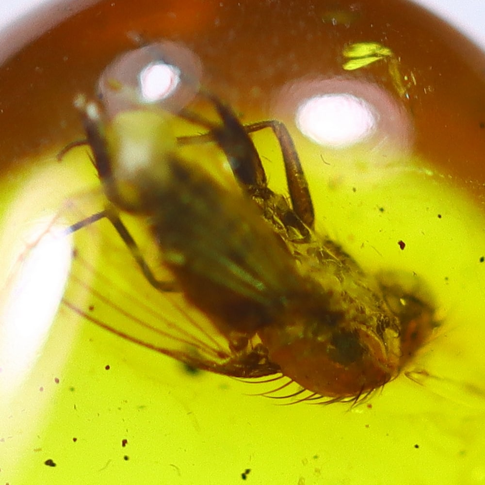 2.03cts Natural Million Year Old Baltic Insect Amber, 17x8mm: Ksmith Jewels Global Welcome to our auction house, today auction brought to you by Ksmith Jewels Global based in Penang, Malaysia specialize in all kinds of opal and color gemstone both in manufacturi