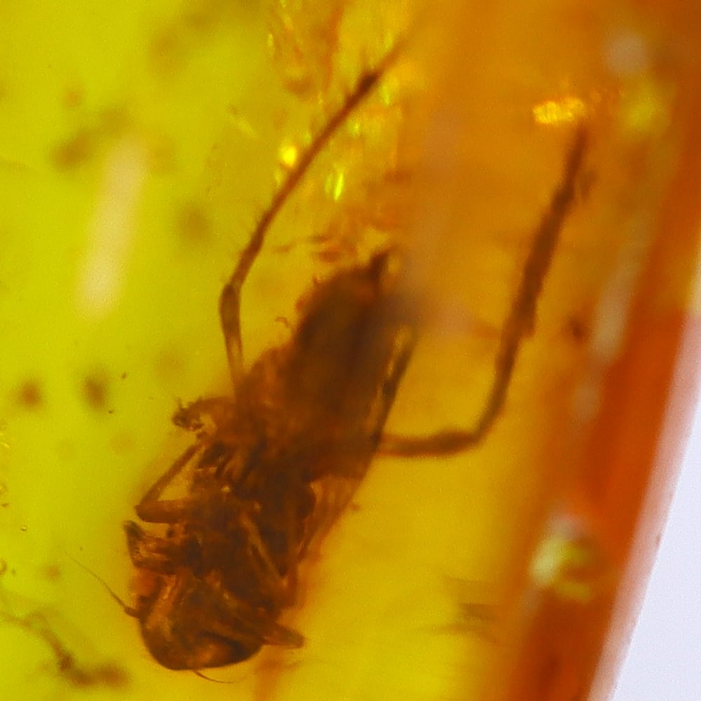 1.87cts Natural Million Year Old Baltic Insect Amber, 19x7mm: Ksmith Jewels Global Welcome to our auction house, today auction brought to you by Ksmith Jewels Global based in Penang, Malaysia specialize in all kinds of opal and color gemstone both in manufacturi