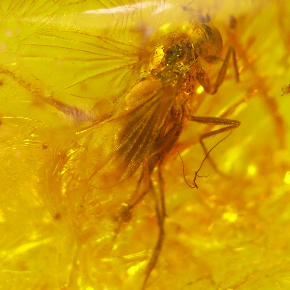 2.57cts Natural Million Year Old Baltic Insect Amber, 15x8mm: Ksmith Jewels Global Welcome to our auction house, today auction brought to you by Ksmith Jewels Global based in Penang, Malaysia specialize in all kinds of opal and color gemstone both in manufacturi