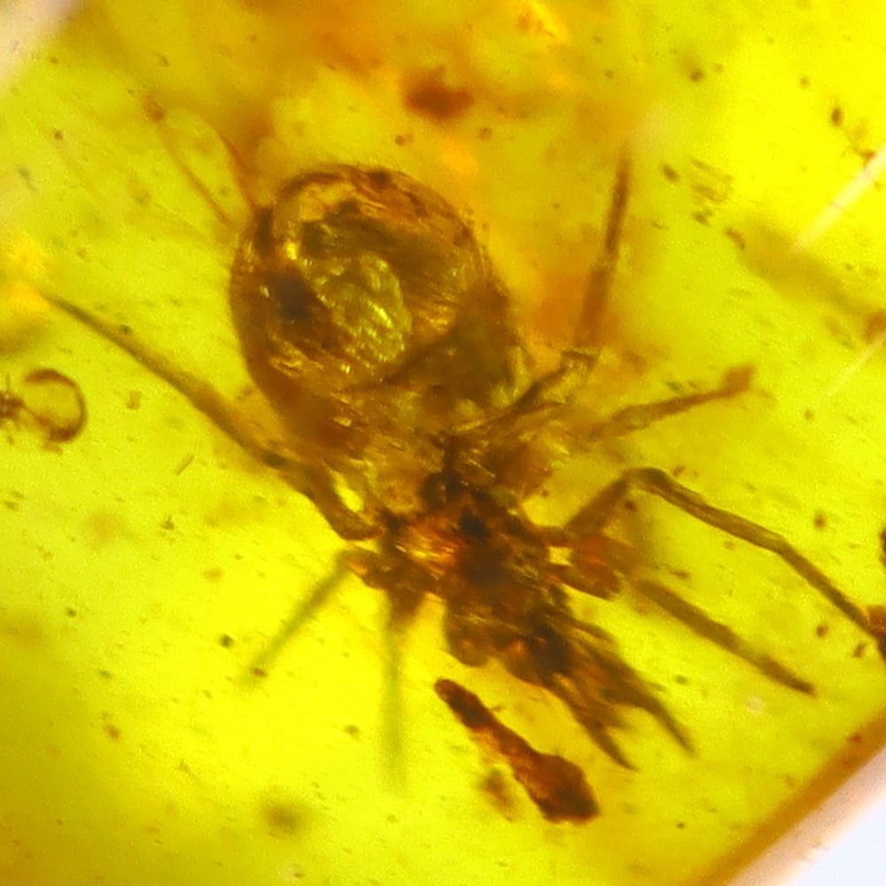 1.24cts Natural Million Year Old Baltic Insect Amber, 15x6mm (1 of 3)