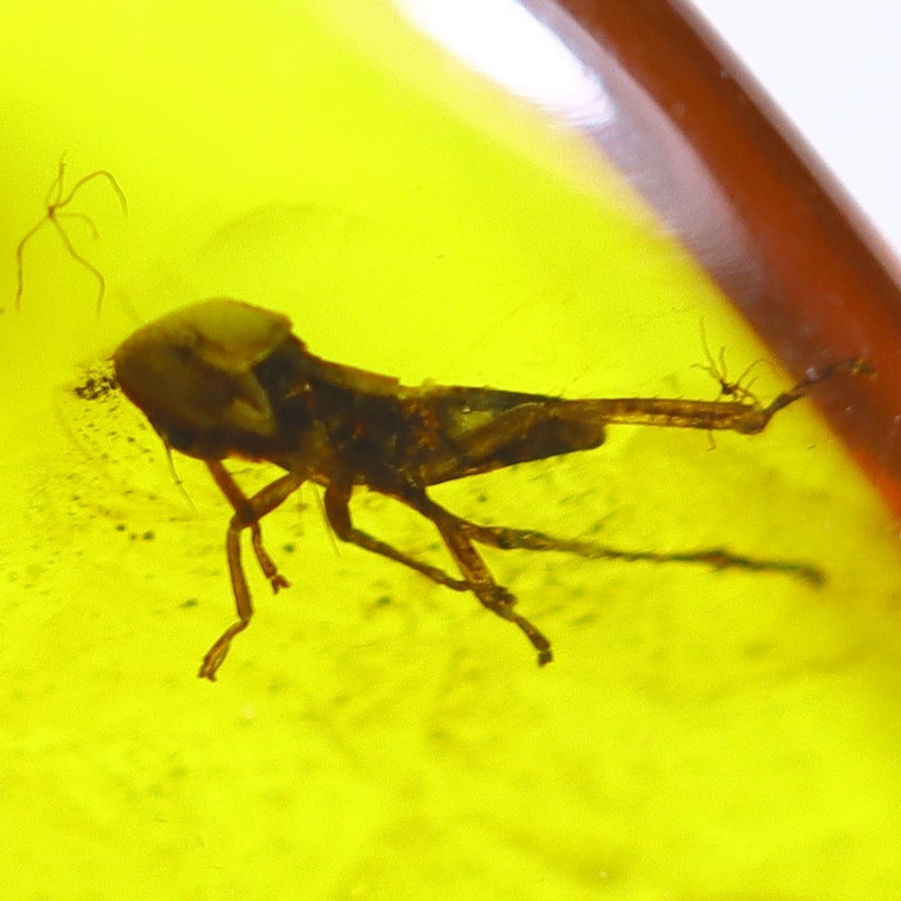 3.57cts Natural Million Year Old Baltic Insect Amber, 16x13mm: Ksmith Jewels Global Welcome to our auction house, today auction brought to you by Ksmith Jewels Global based in Penang, Malaysia specialize in all kinds of opal and color gemstone both in manufacturi