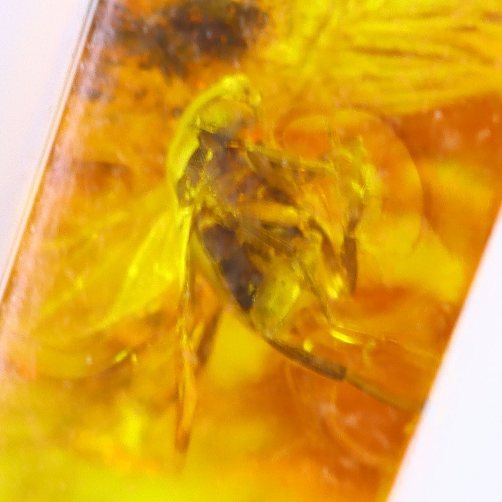 5cts Natural Million Year Old Baltic Insect Amber, 23x12mm: Ksmith Jewels Global Welcome to our auction house, today auction brought to you by Ksmith Jewels Global based in Penang, Malaysia specialize in all kinds of opal and color gemstone both in manufacturi