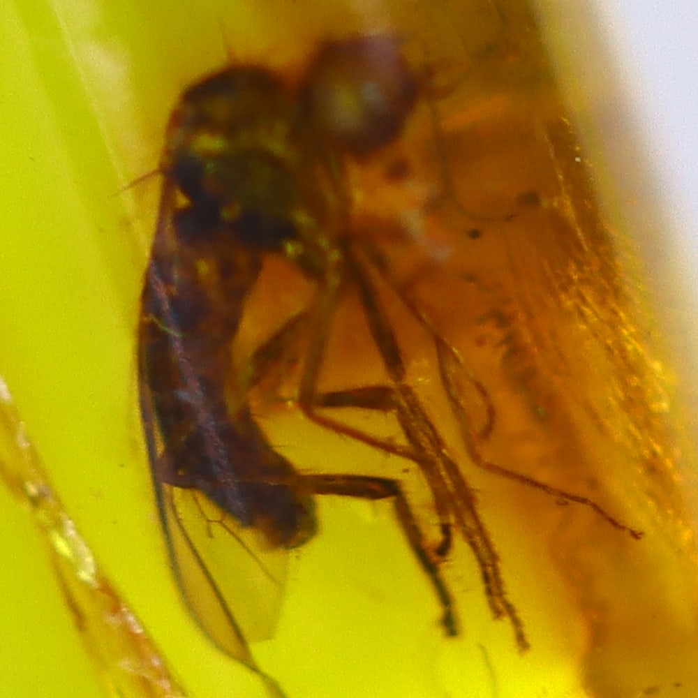 1.80cts Natural Million Year Old Baltic Insect Amber, 17x7mm: Ksmith Jewels Global Welcome to our auction house, today auction brought to you by Ksmith Jewels Global based in Penang, Malaysia specialize in all kinds of opal and color gemstone both in manufacturi