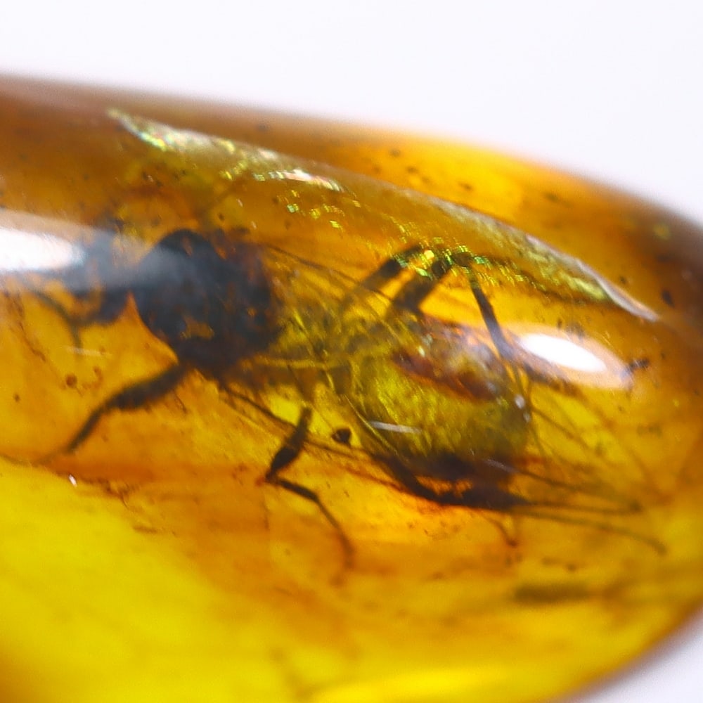 1.45cts Natural Million Year Old Baltic Insect Amber, 14x6mm: Ksmith Jewels Global Welcome to our auction house, today auction brought to you by Ksmith Jewels Global based in Penang, Malaysia specialize in all kinds of opal and color gemstone both in manufacturi