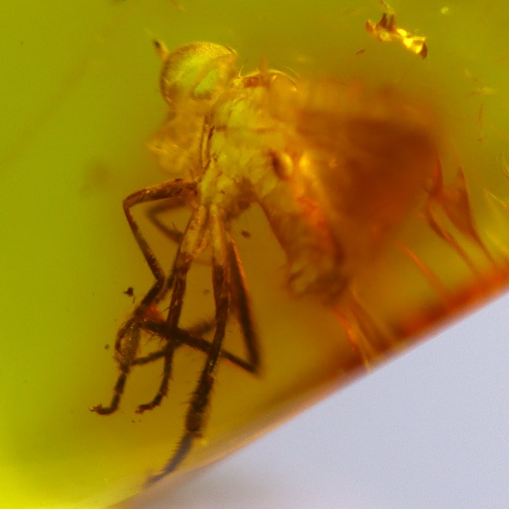 1.86cts Natural Million Year Old Baltic Insect Amber, 15x7mm: Ksmith Jewels Global Welcome to our auction house, today auction brought to you by Ksmith Jewels Global based in Penang, Malaysia specialize in all kinds of opal and color gemstone both in manufacturi