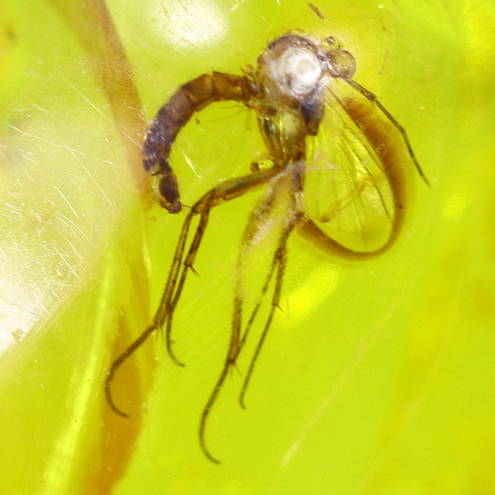 3.65cts Natural Million Year Old Baltic Insect Amber, 19x11mm: Ksmith Jewels Global Welcome to our auction house, today auction brought to you by Ksmith Jewels Global based in Penang, Malaysia specialize in all kinds of opal and color gemstone both in manufacturi