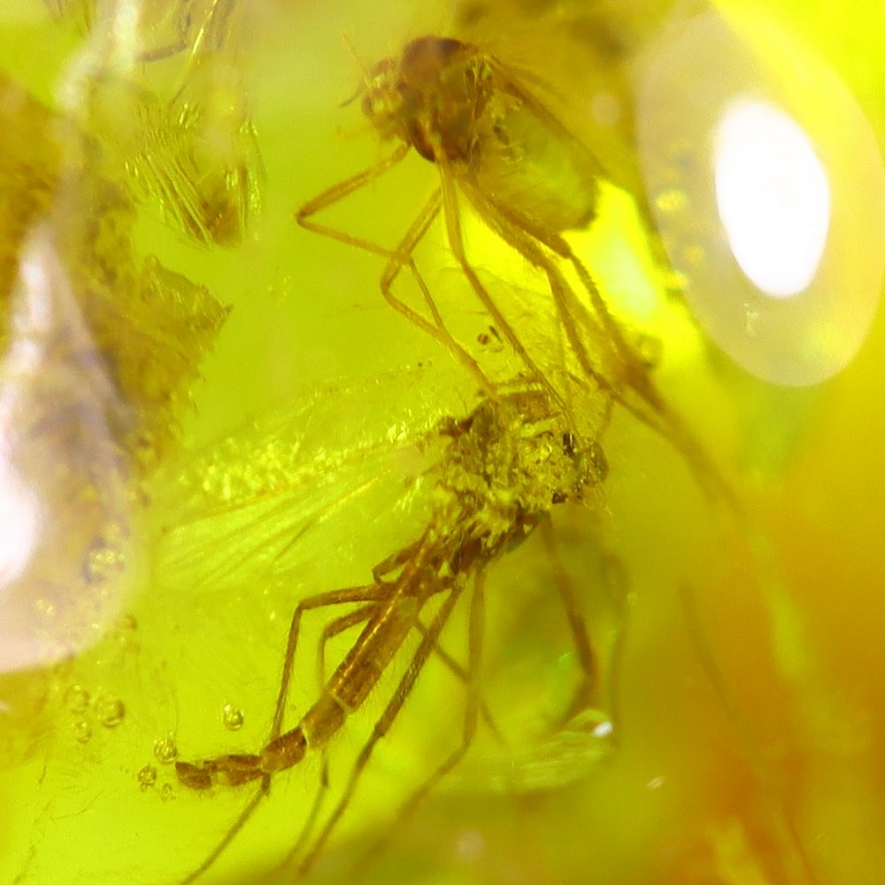 3.15cts Natural Million Year Old Baltic Insect Amber, 11x10mm: Ksmith Jewels Global Welcome to our auction house, today auction brought to you by Ksmith Jewels Global based in Penang, Malaysia specialize in all kinds of opal and color gemstone both in manufacturi