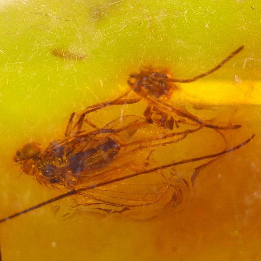 2.20cts Natural Million Year Old Baltic Insect Amber, 16x10mm: Ksmith Jewels Global Welcome to our auction house, today auction brought to you by Ksmith Jewels Global based in Penang, Malaysia specialize in all kinds of opal and color gemstone both in manufacturi