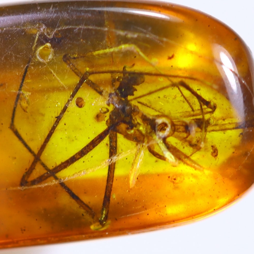 1.14cts Natural Million Year Old Baltic Insect Amber, 12x6mm: Ksmith Jewels Global Welcome to our auction house, today auction brought to you by Ksmith Jewels Global based in Penang, Malaysia specialize in all kinds of opal and color gemstone both in manufacturi
