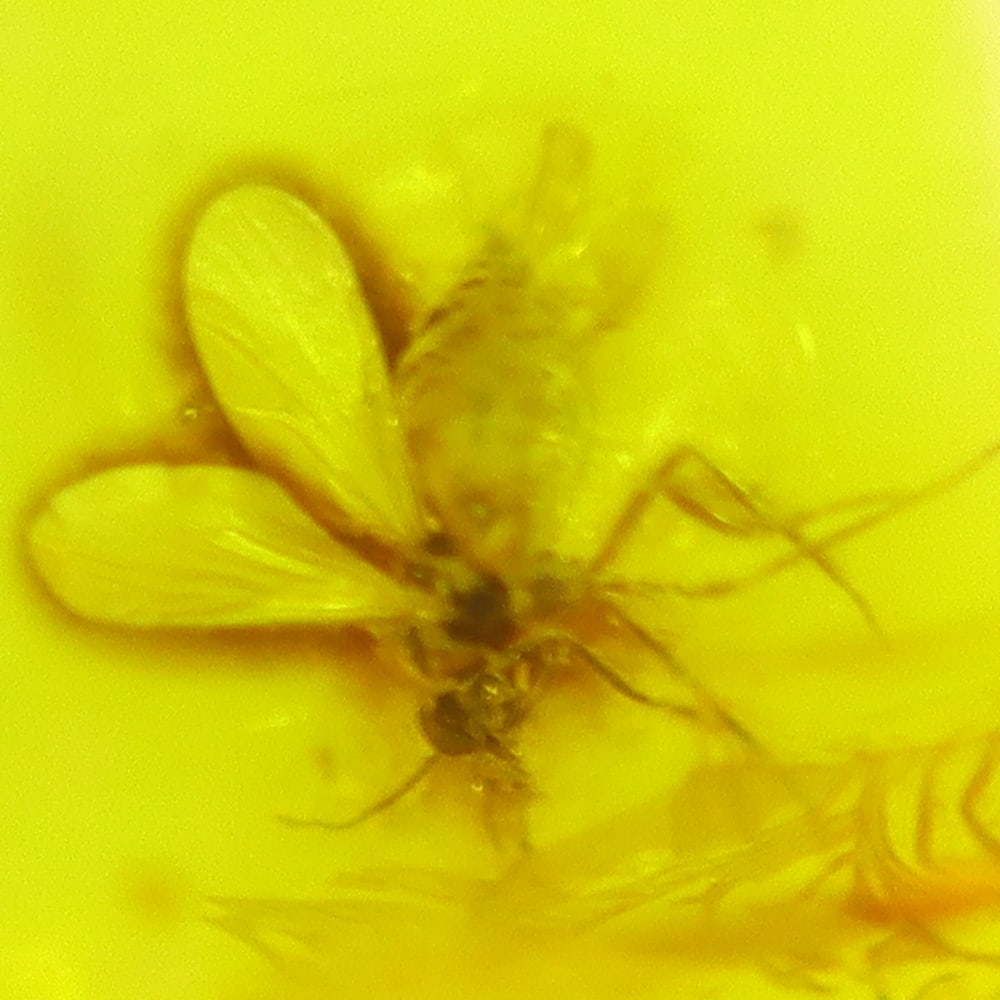4.23cts Natural Million Year Old Baltic Insect Amber, 14x13mm: Ksmith Jewels Global Welcome to our auction house, today auction brought to you by Ksmith Jewels Global based in Penang, Malaysia specialize in all kinds of opal and color gemstone both in manufacturi