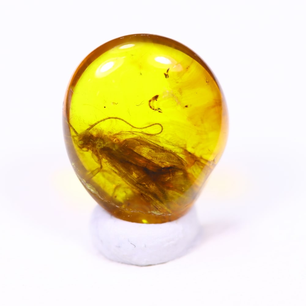 1.22cts Natural Million Year Old Baltic Insect Amber, 10x9mm: Ksmith Jewels Global Welcome to our auction house, today auction brought to you by Ksmith Jewels Global based in Penang, Malaysia specialize in all kinds of opal and color gemstone both in manufacturi