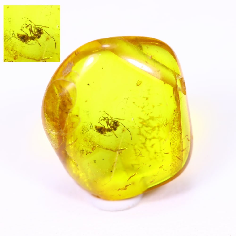 1.80cts Natural Million Year Old Baltic Insect Amber, 12x10mm: Ksmith Jewels Global Welcome to our auction house, today auction brought to you by Ksmith Jewels Global based in Penang, Malaysia specialize in all kinds of opal and color gemstone both in manufacturi