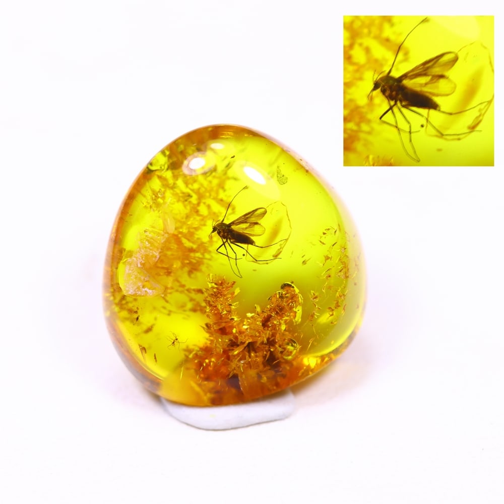1.81cts Natural Million Year Old Baltic Insect Amber, 10x10mm (1 of 6)