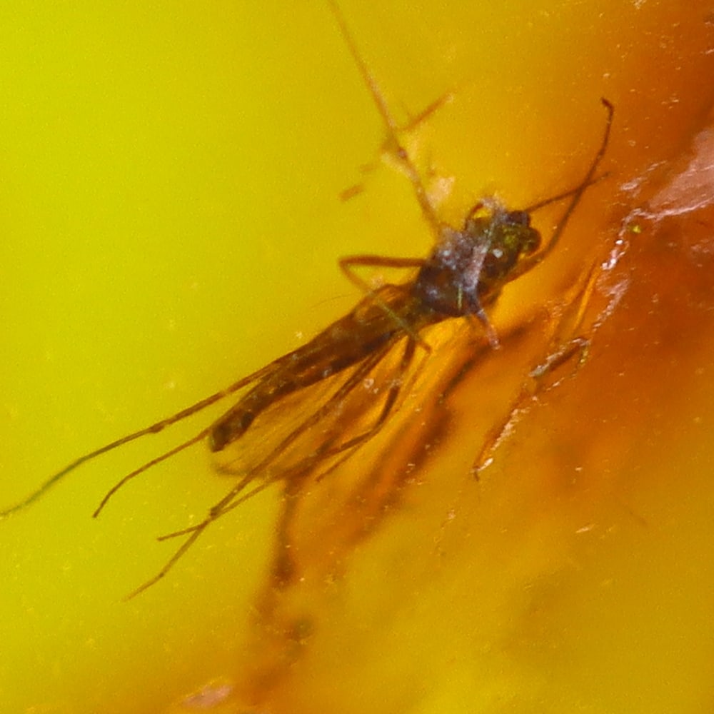 1.86cts Natural Million Year Old Baltic Insect Amber, 11x10mm: Ksmith Jewels Global Welcome to our auction house, today auction brought to you by Ksmith Jewels Global based in Penang, Malaysia specialize in all kinds of opal and color gemstone both in manufacturi