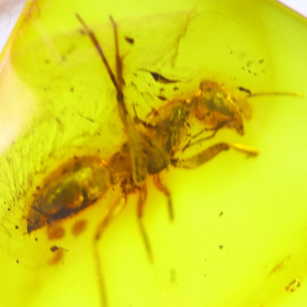 2.38cts Natural Million Year Old Baltic Insect Amber, 13x10mm: Ksmith Jewels Global Welcome to our auction house, today auction brought to you by Ksmith Jewels Global based in Penang, Malaysia specialize in all kinds of opal and color gemstone both in manufacturi