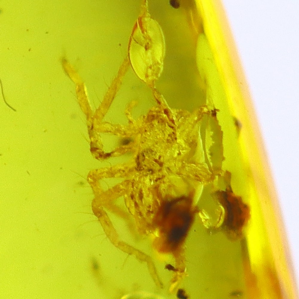 1.27cts Natural Million Year Old Baltic Insect Amber, 14x10mm (1 of 3)