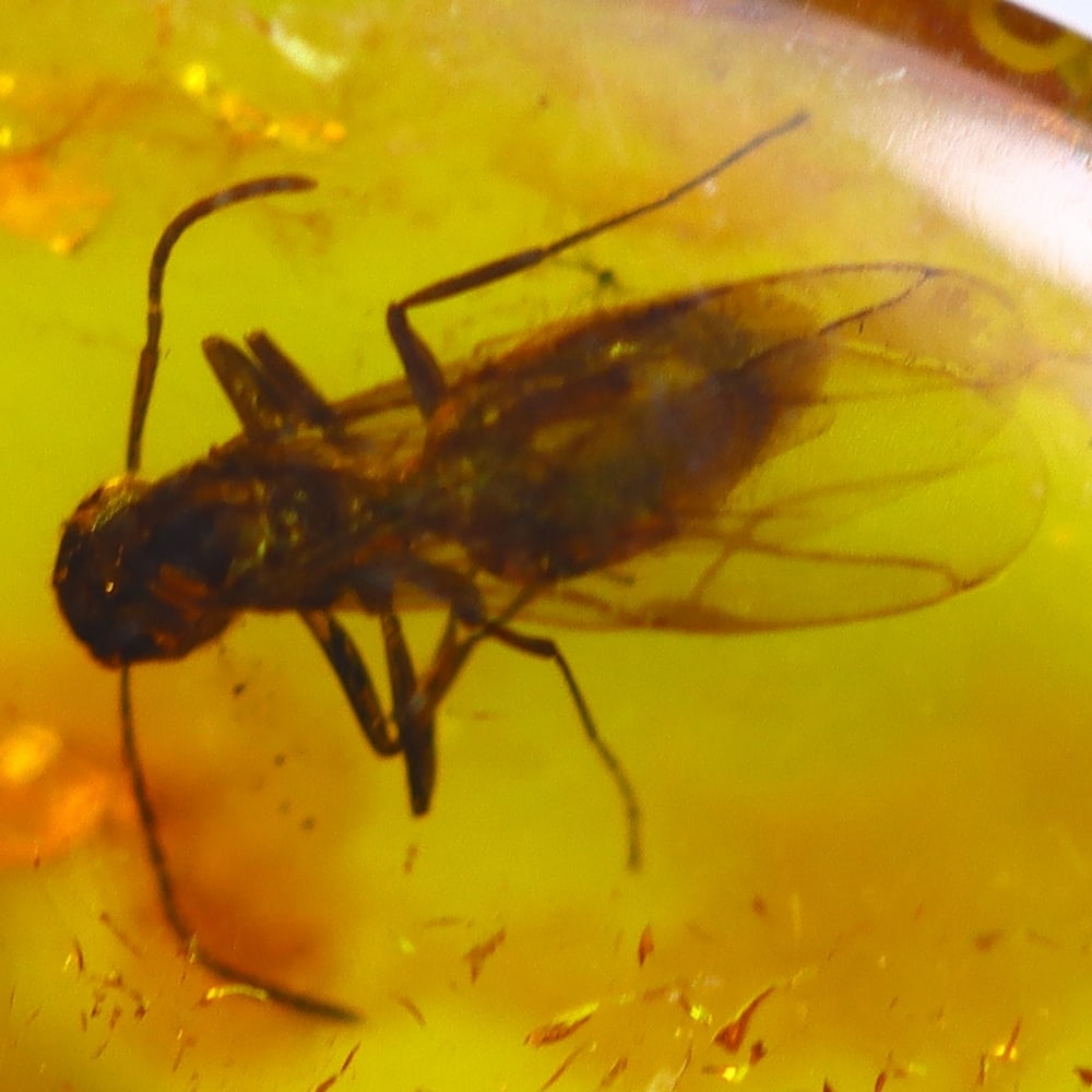 1.27cts Natural Million Year Old Baltic Insect Amber, 14x10mm (1 of 4)