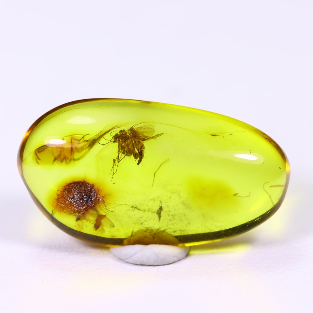 4.57cts Natural Million Year Old Baltic Insect Amber, 22x12mm: Ksmith Jewels Global Welcome to our auction house, today auction brought to you by Ksmith Jewels Global based in Penang, Malaysia specialize in all kinds of opal and color gemstone both in manufacturi