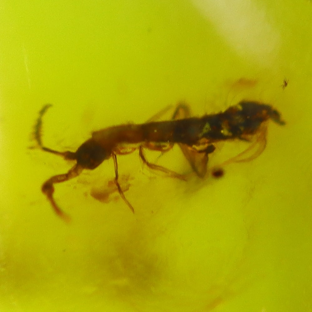 5.63cts Natural Million Year Old Baltic Insect Amber, 15x12mm: Ksmith Jewels Global Welcome to our auction house, today auction brought to you by Ksmith Jewels Global based in Penang, Malaysia specialize in all kinds of opal and color gemstone both in manufacturi