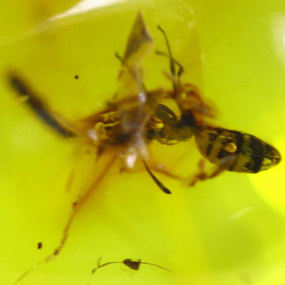 1.92cts Natural Million Year Old Baltic Insect Amber, 11x7mm: Ksmith Jewels Global Welcome to our auction house, today auction brought to you by Ksmith Jewels Global based in Penang, Malaysia specialize in all kinds of opal and color gemstone both in manufacturi