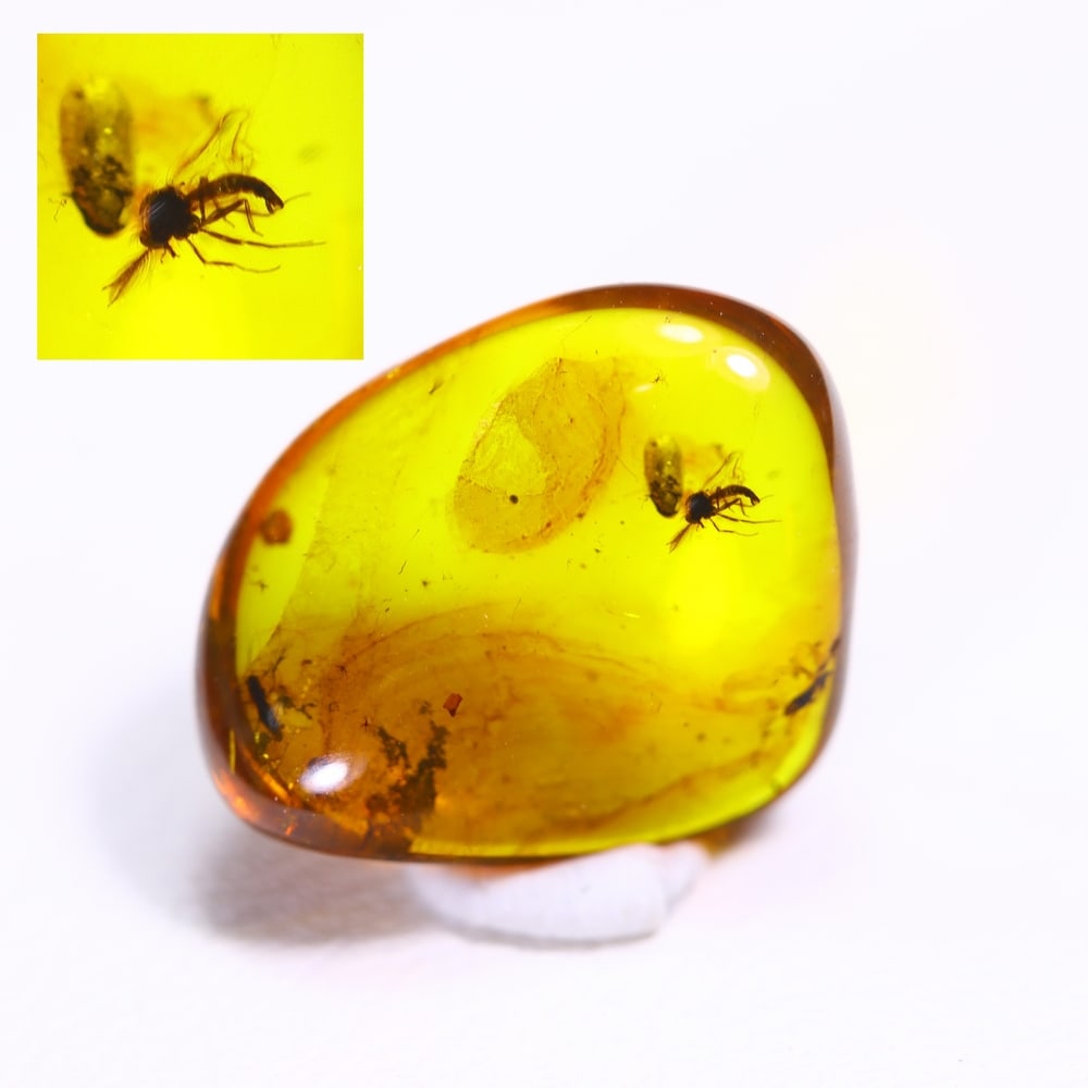 1.97cts Natural Million Year Old Baltic Insect Amber, 12x10mm (1 of 6)