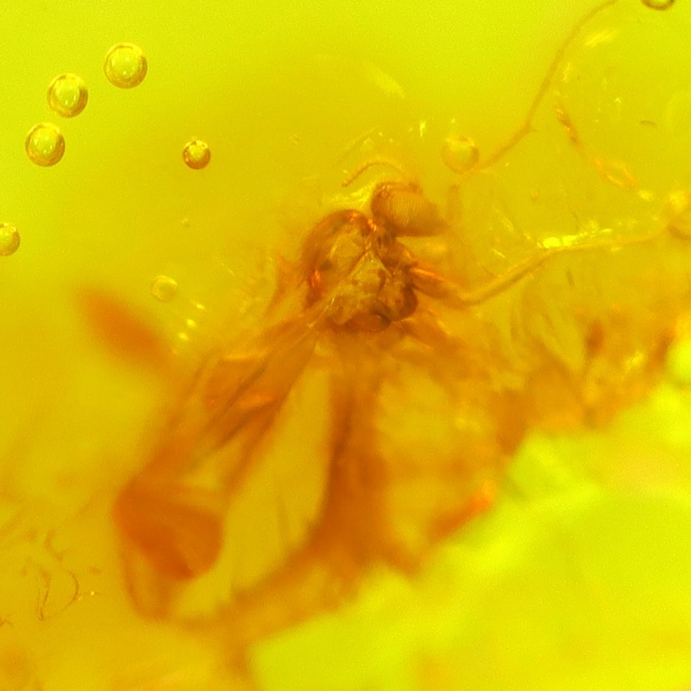 4.80cts Natural Million Year Old Baltic Insect Amber, 19x10mm: Ksmith Jewels Global Welcome to our auction house, today auction brought to you by Ksmith Jewels Global based in Penang, Malaysia specialize in all kinds of opal and color gemstone both in manufacturi