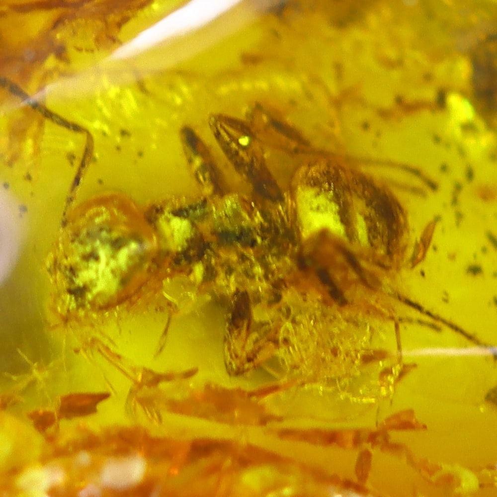 2.44cts Natural Million Year Old Baltic Insect Amber, 12x9mm: Ksmith Jewels Global Welcome to our auction house, today auction brought to you by Ksmith Jewels Global based in Penang, Malaysia specialize in all kinds of opal and color gemstone both in manufacturi