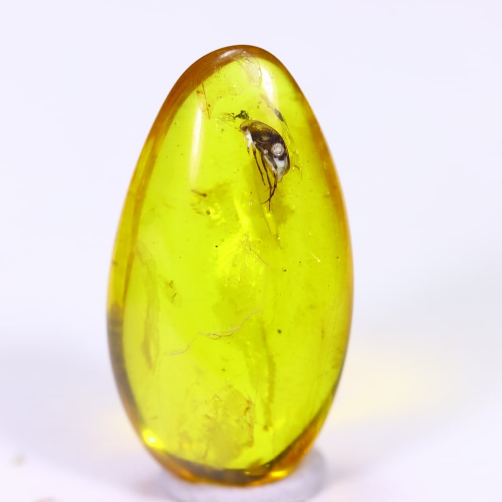 4.66cts Natural Million Year Old Baltic Insect Amber, 20x11mm: Ksmith Jewels Global Welcome to our auction house, today auction brought to you by Ksmith Jewels Global based in Penang, Malaysia specialize in all kinds of opal and color gemstone both in manufacturi