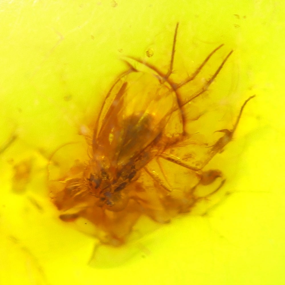 3.27cts Natural Million Year Old Baltic Insect Amber, 22x12mm: Ksmith Jewels Global Welcome to our auction house, today auction brought to you by Ksmith Jewels Global based in Penang, Malaysia specialize in all kinds of opal and color gemstone both in manufacturi