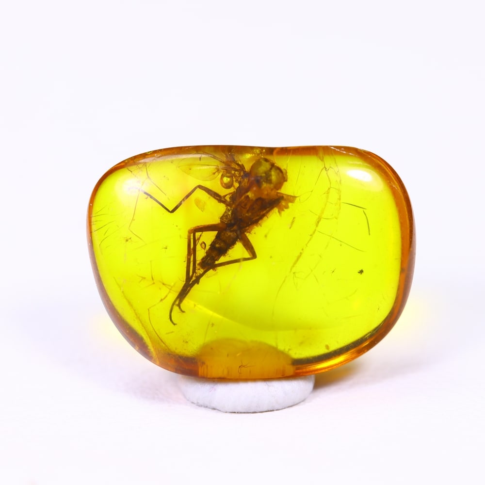 2.34cts Natural Million Year Old Baltic Insect Amber, 15x11mm: Ksmith Jewels Global Welcome to our auction house, today auction brought to you by Ksmith Jewels Global based in Penang, Malaysia specialize in all kinds of opal and color gemstone both in manufacturi