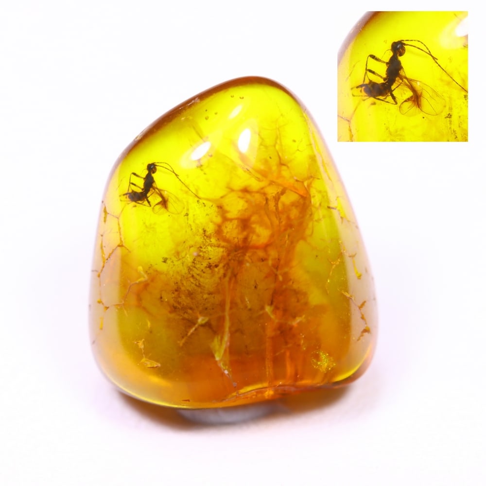 2.64cts Natural Million Year Old Baltic Insect Amber, 13x11mm: Ksmith Jewels Global Welcome to our auction house, today auction brought to you by Ksmith Jewels Global based in Penang, Malaysia specialize in all kinds of opal and color gemstone both in manufacturi